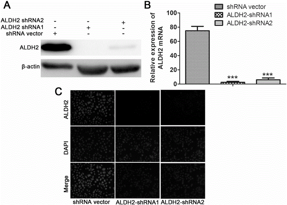 Novel application of acetaldehyde dehydrogenase 2 gene