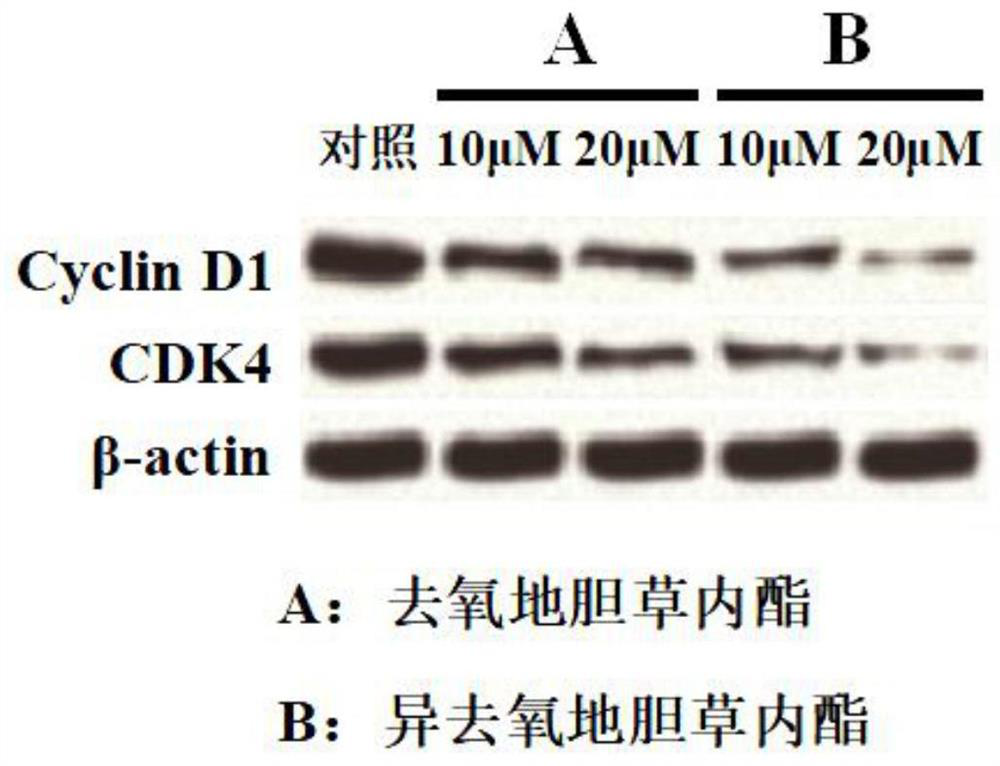 Application of a kind of deoxydicholide or isodeoxydicholide in the preparation of anti-pulmonary fibrosis medicine