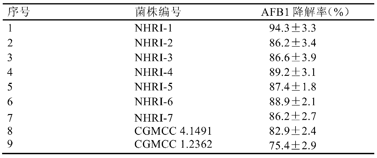 Application of Rhodococcus erythrococcus in degrading aflatoxin b1 in feed or its raw materials