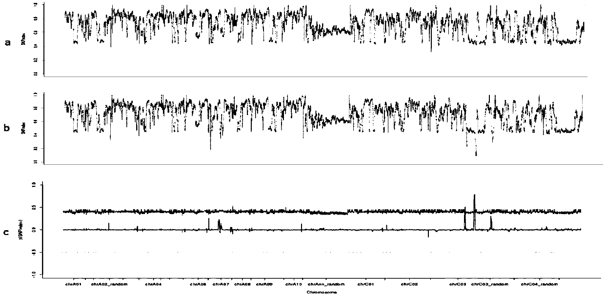 Cabbage type rape female and male sterile line Bnmfs molecular marker screening primer and method