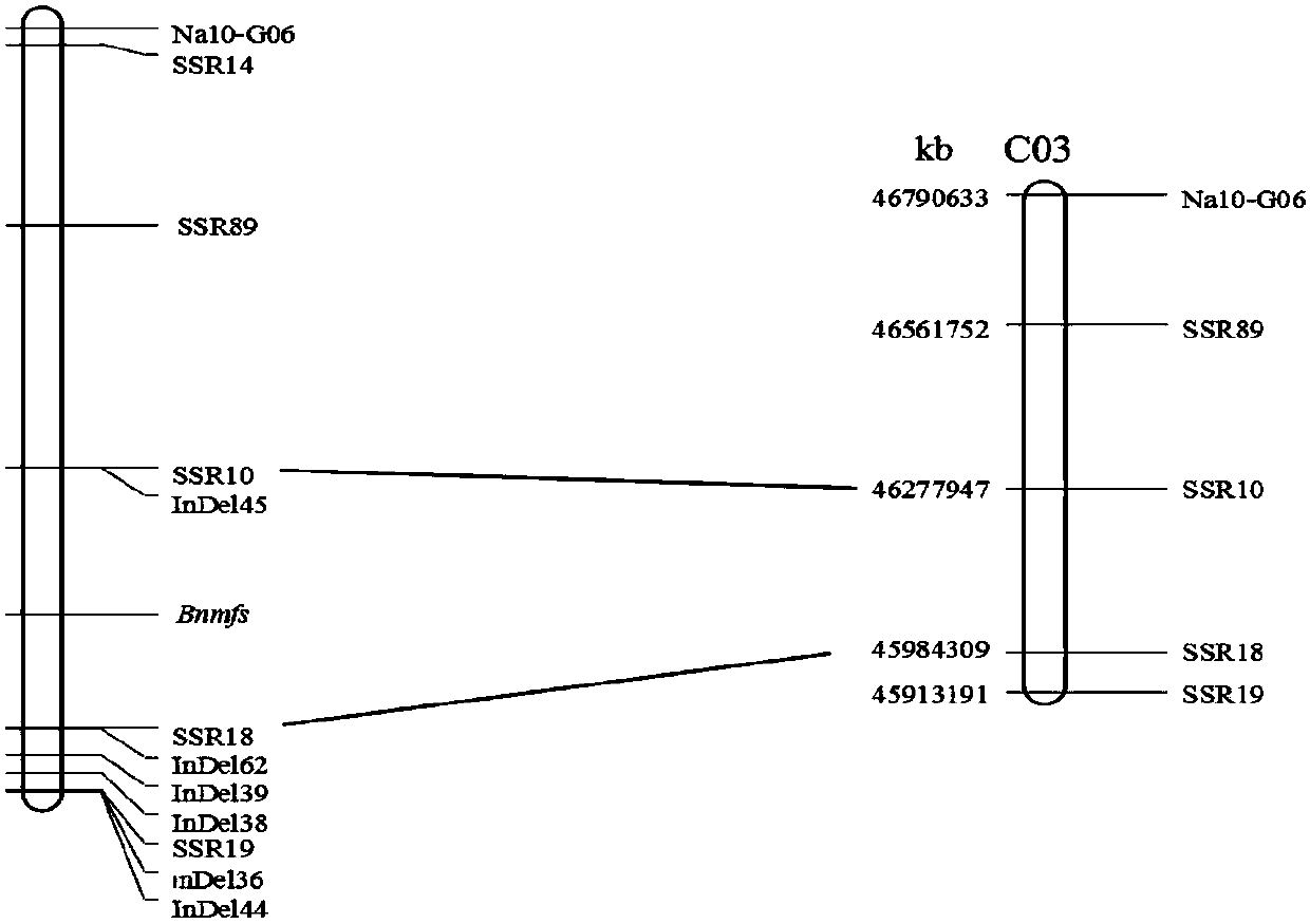 Cabbage type rape female and male sterile line Bnmfs molecular marker screening primer and method