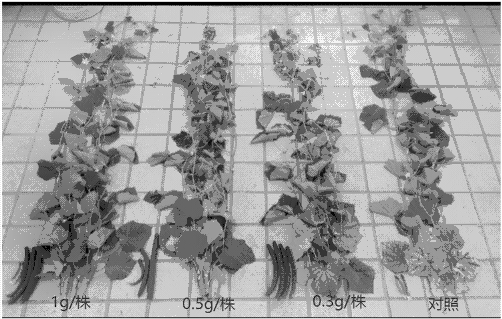 Trichoderma asperellum with growth-promoting effect and culture method and application thereof