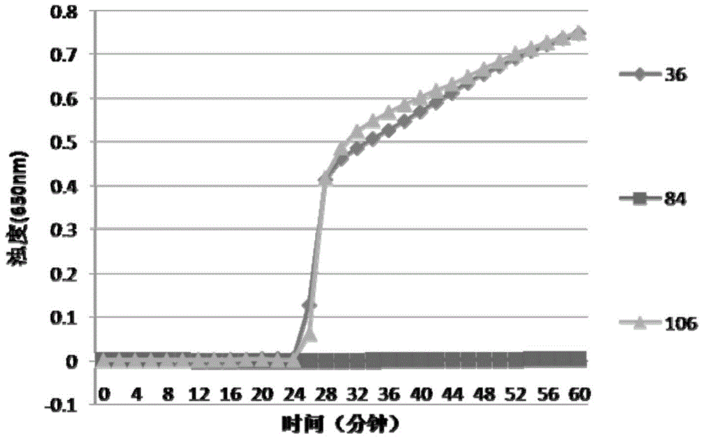 LAMP kit and special primer thereof for detecting streptococcus pyogenes