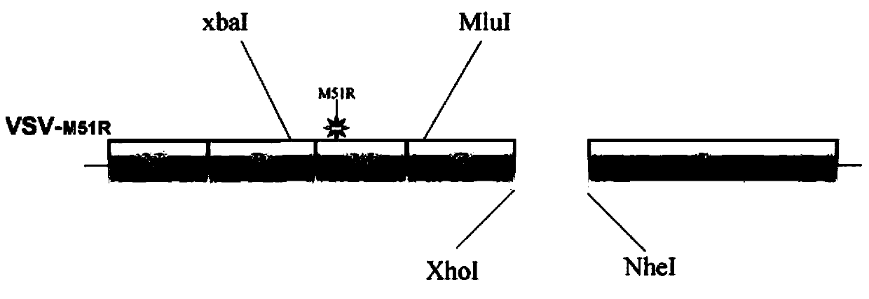 Attenuated virus vector system, application of attenuated virus vector system in preparation of anti-malignant tumor drugs and drug use method