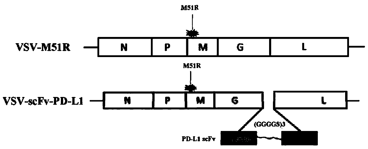 Attenuated virus vector system, application of attenuated virus vector system in preparation of anti-malignant tumor drugs and drug use method