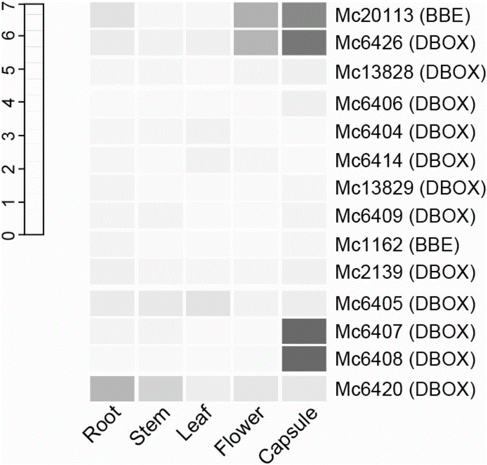 Flavoprotein oxidase genes of macleaya cordata in synthesis of sanguinarine and chelerythrine and application of flavoprotein oxidase genes