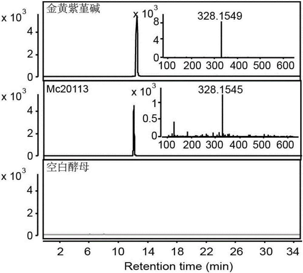 Flavoprotein oxidase genes of macleaya cordata in synthesis of sanguinarine and chelerythrine and application of flavoprotein oxidase genes