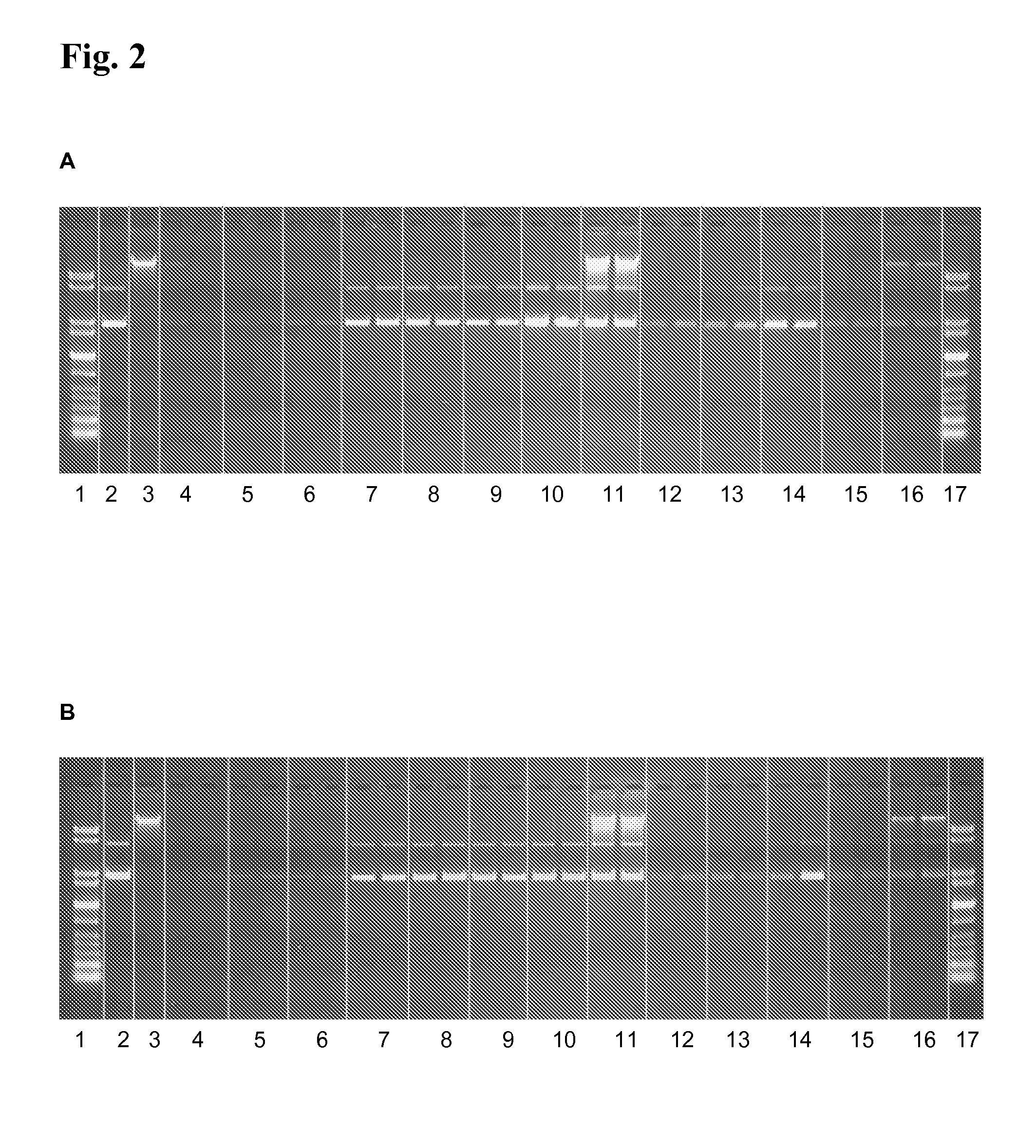 Compositions, methods, and kits for isolating and analyzing nucleic acids using an anion exchange material