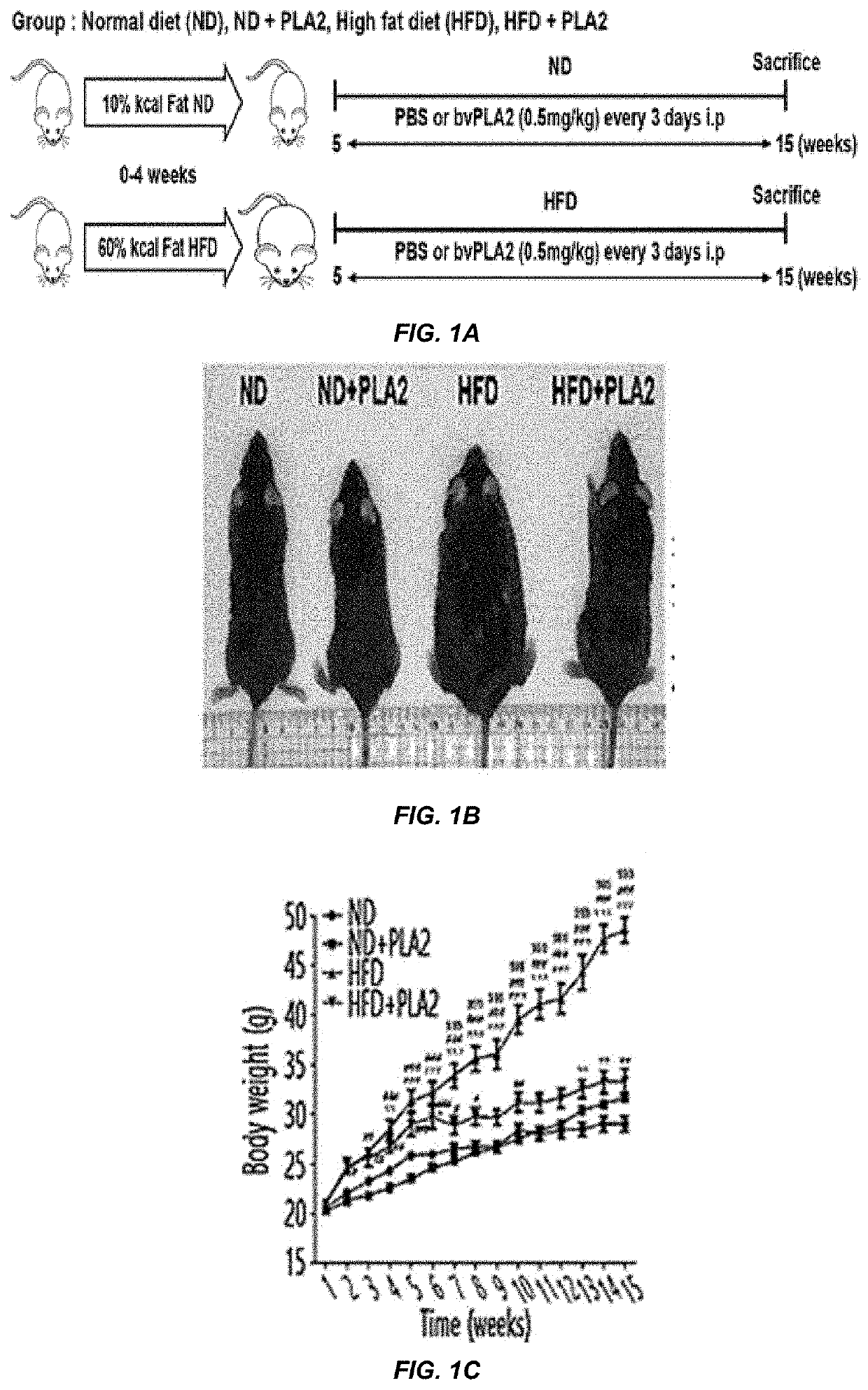 Composition for preventing or treating obesity, comprising phospholipase a2 as active ingredient