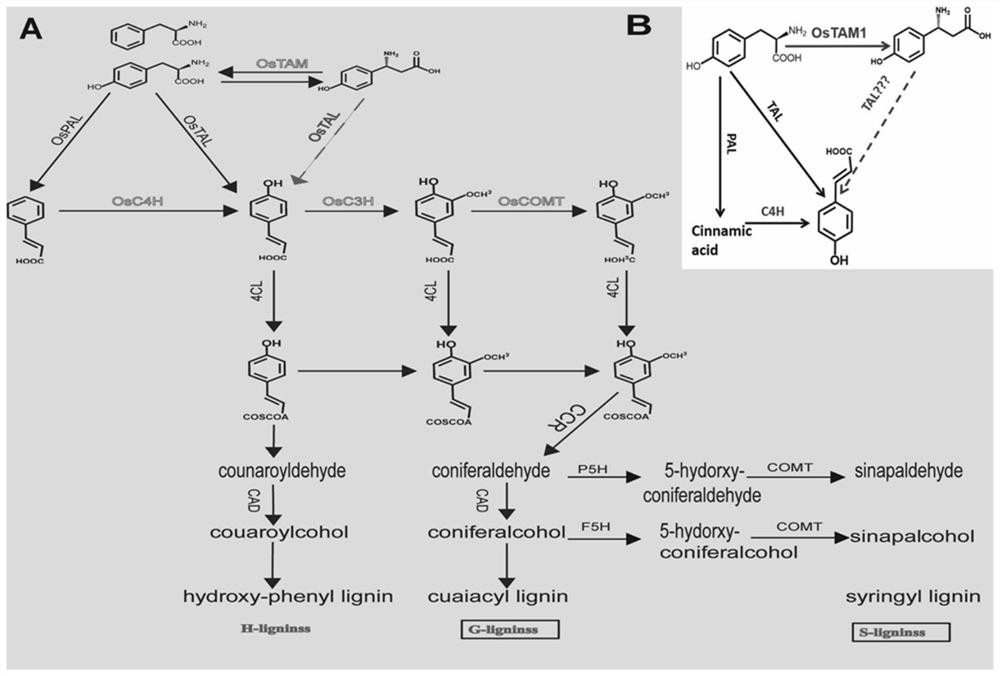 Application of rice OsTAM1 gene in regulation and control of plant leaf included angle