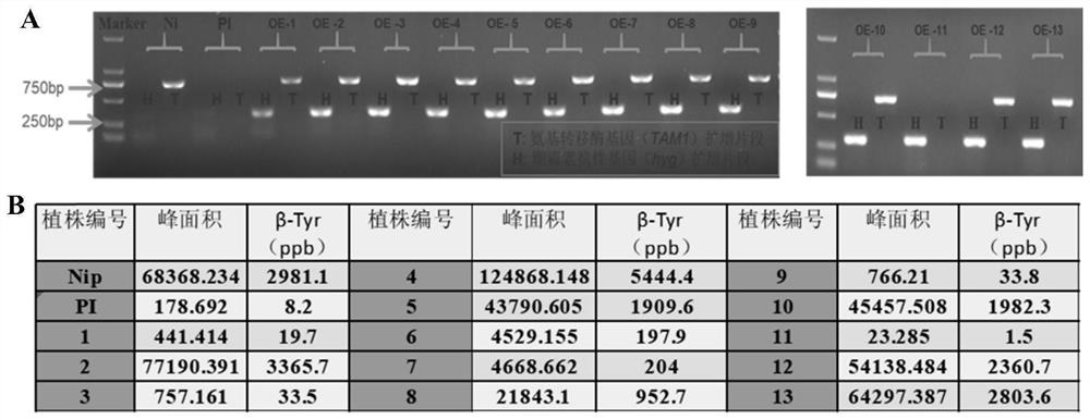 Application of rice OsTAM1 gene in regulation and control of plant leaf included angle