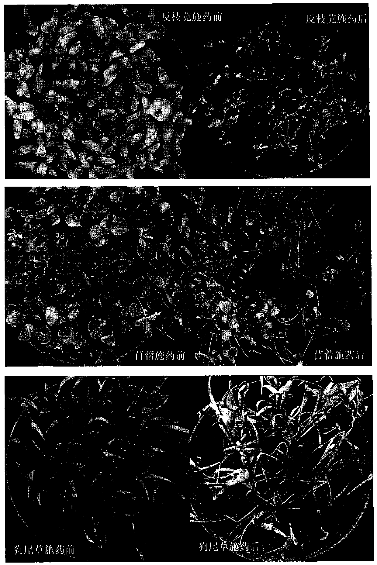 Application of natural monotepene compound sabinene in preparing herbicide