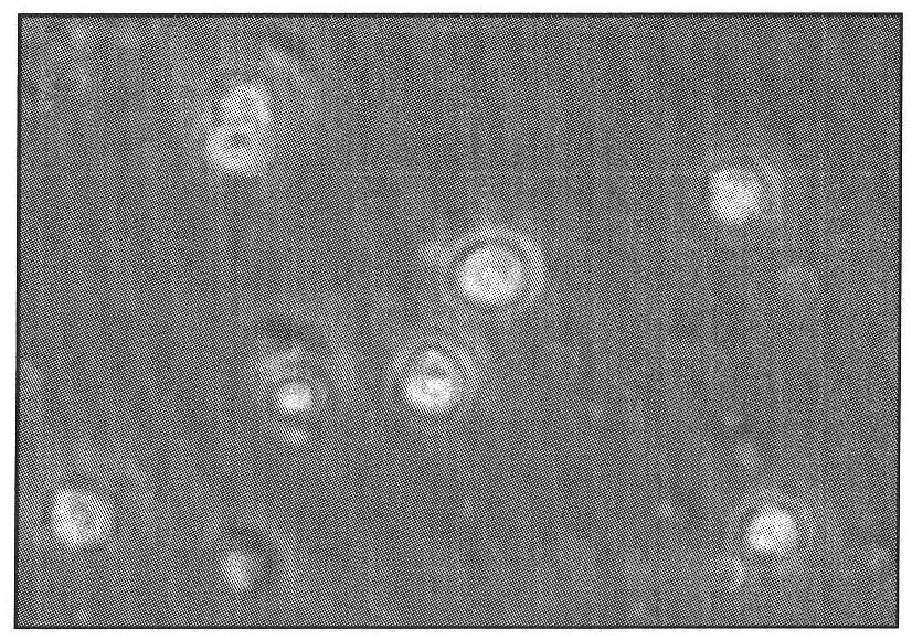 Application of praziquantel in preparing hepatic stellate cell activator-inhibitor