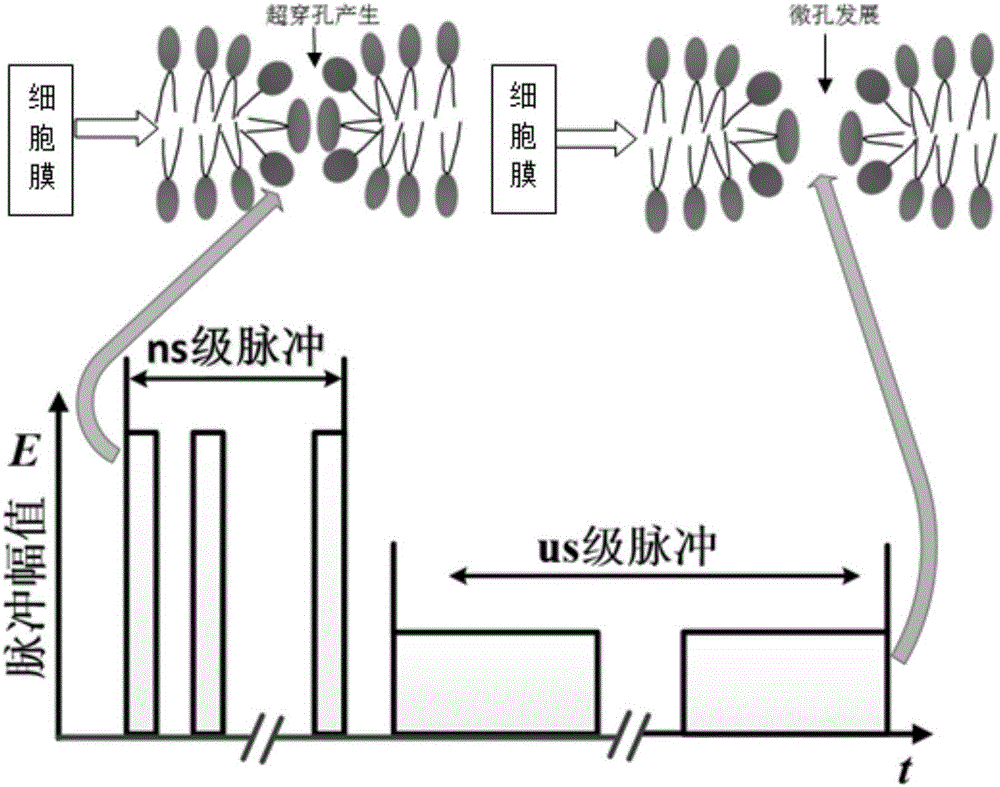 Method for electric-field-induced cell fusion based on composite pulse