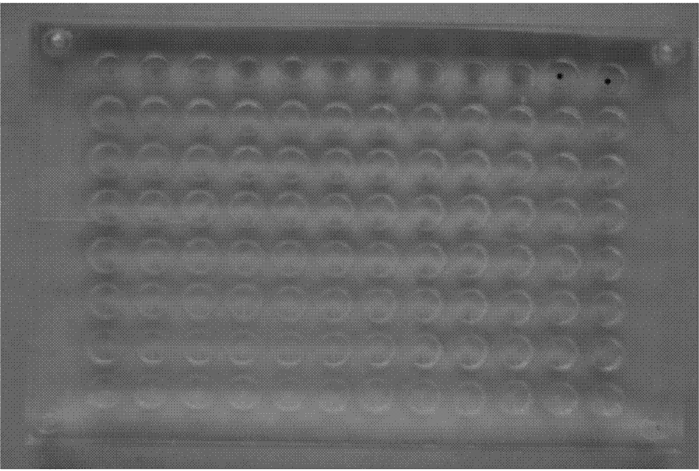 Detection kit, preparation method and application of hemagglutination-inhibiting antibody of Aviobacterium gallinarum