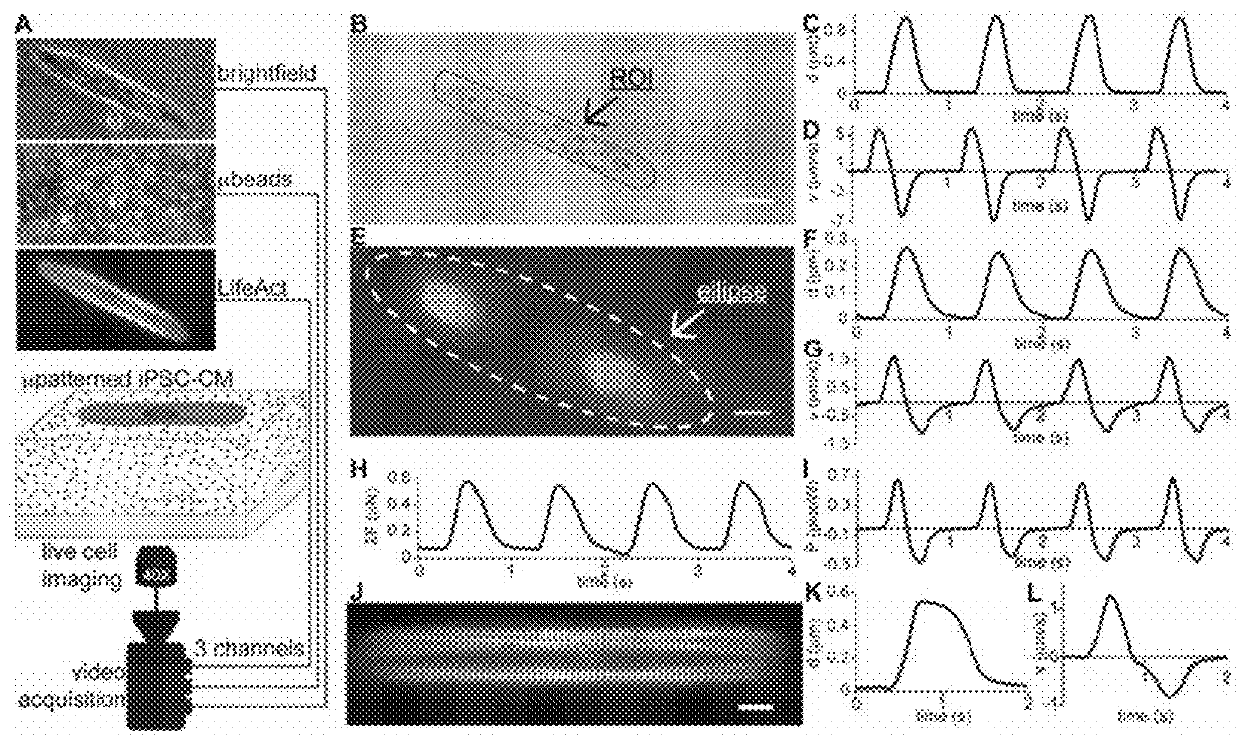 High throughput cardiotoxicity screening platform