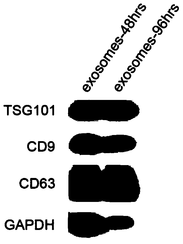 Application of human umbilical cord mesenchymal stem cell exosome