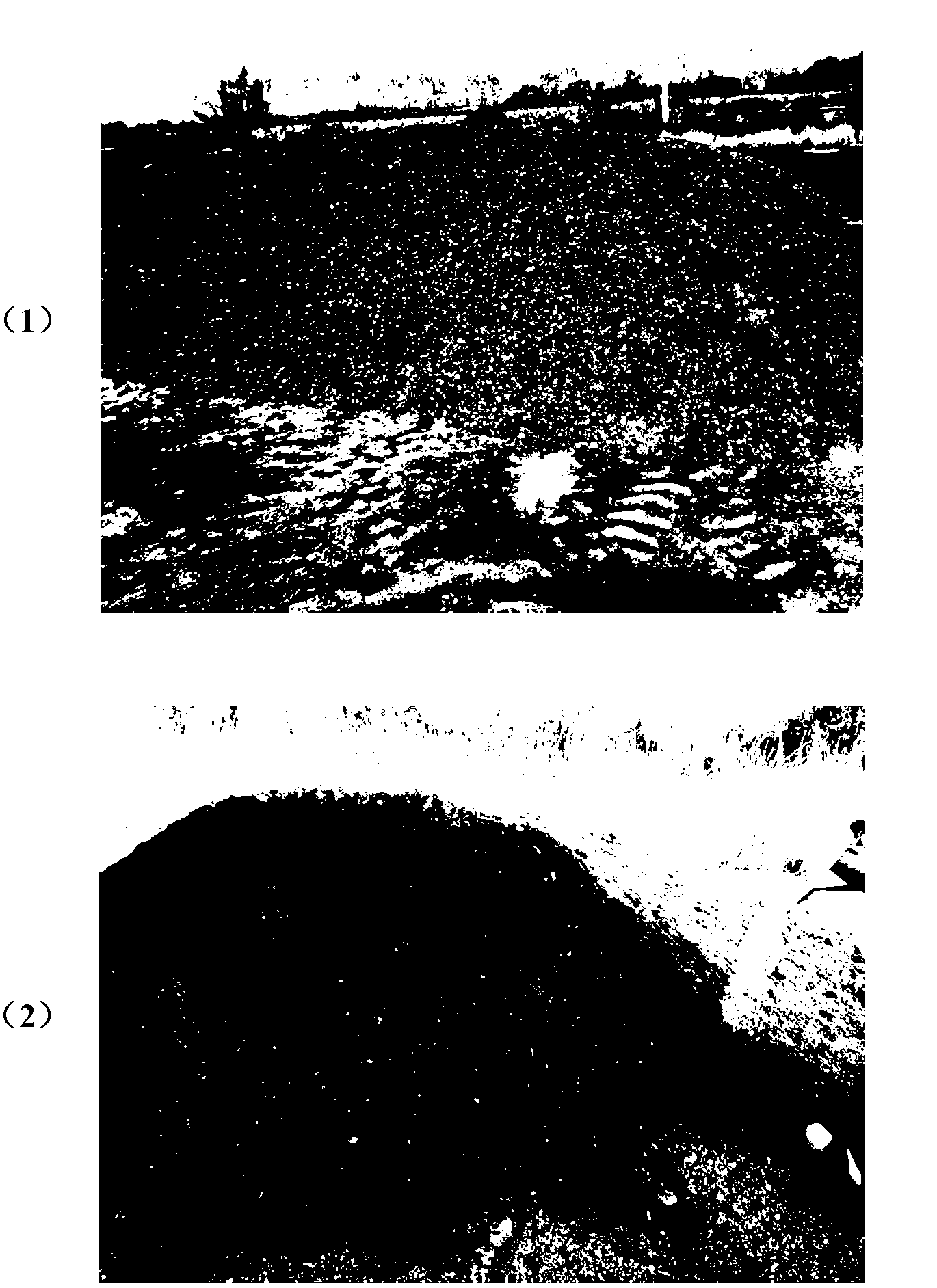 Oily dust preventive composition, preparation method and purpose for preventing dust from flying