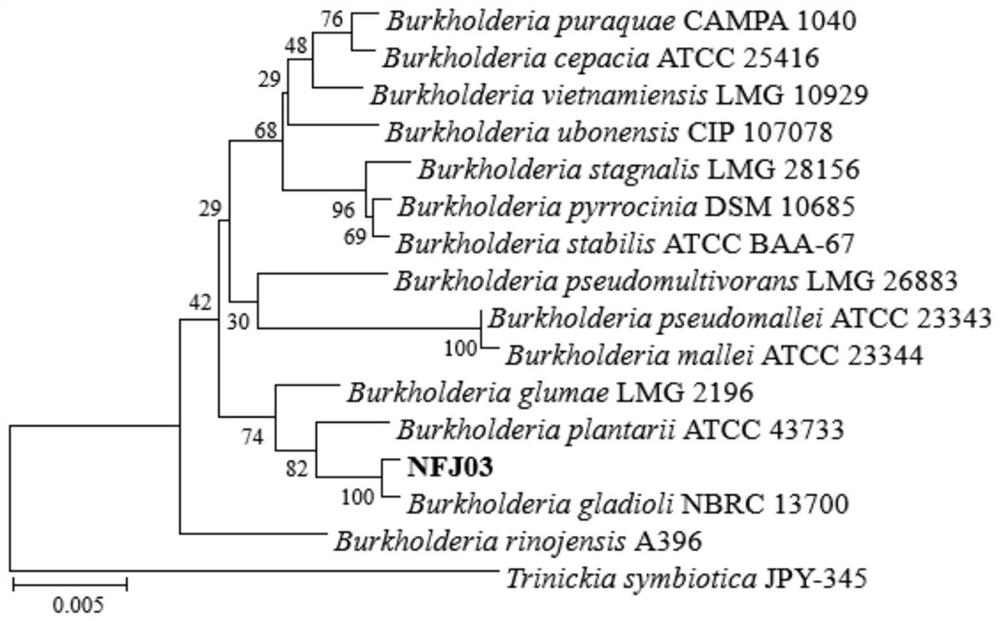 Burkholderia gladioli MEJ03 and application thereof