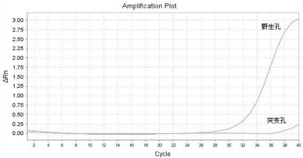 Method for quickly detecting CYP2C19 genetic polymorphism and kit