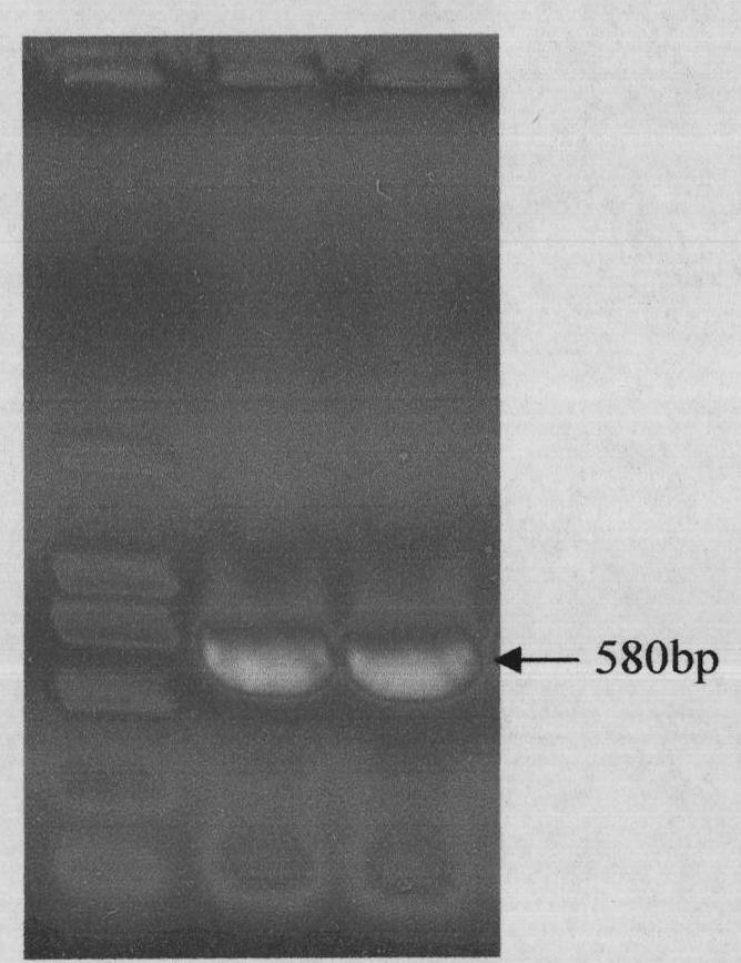 Tumor targeted molecule and application thereof