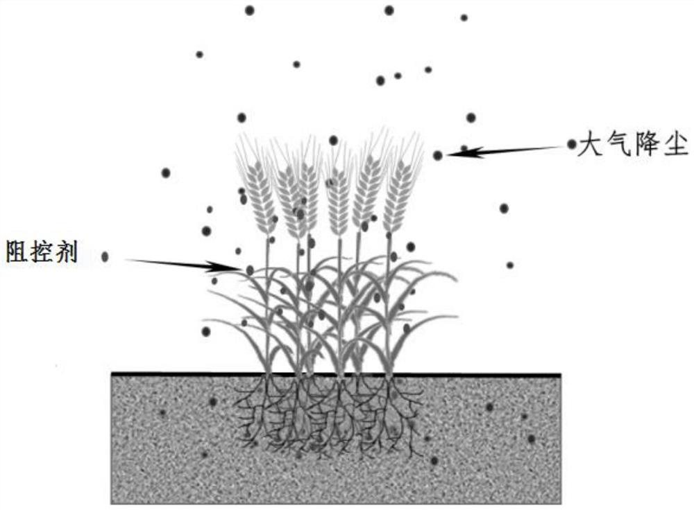 A wheat foliar inhibitor and control agent for blocking atmospheric dust and lead pollution and its application method