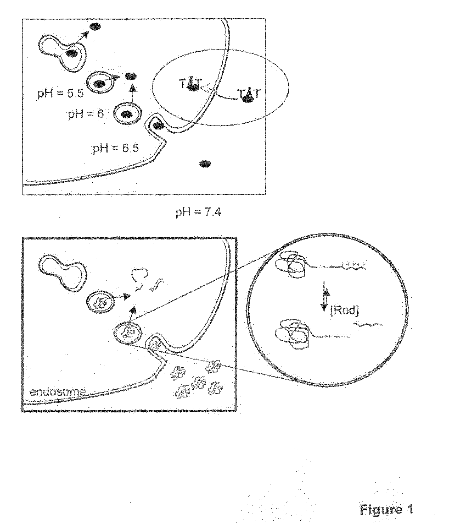 Triblock copolymers for cytoplasmic delivery of gene-based drugs