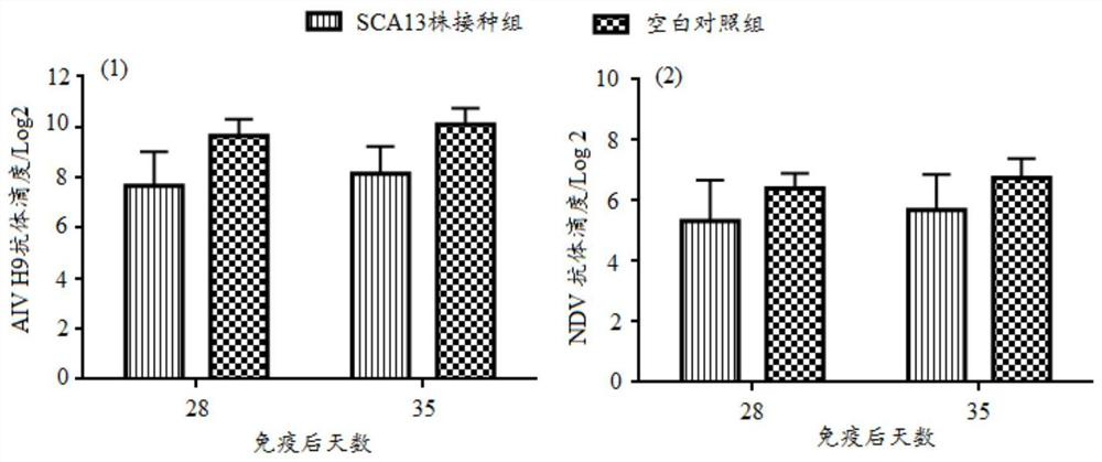 A kind of recombinant Marek virus strain sca13 strain and application thereof