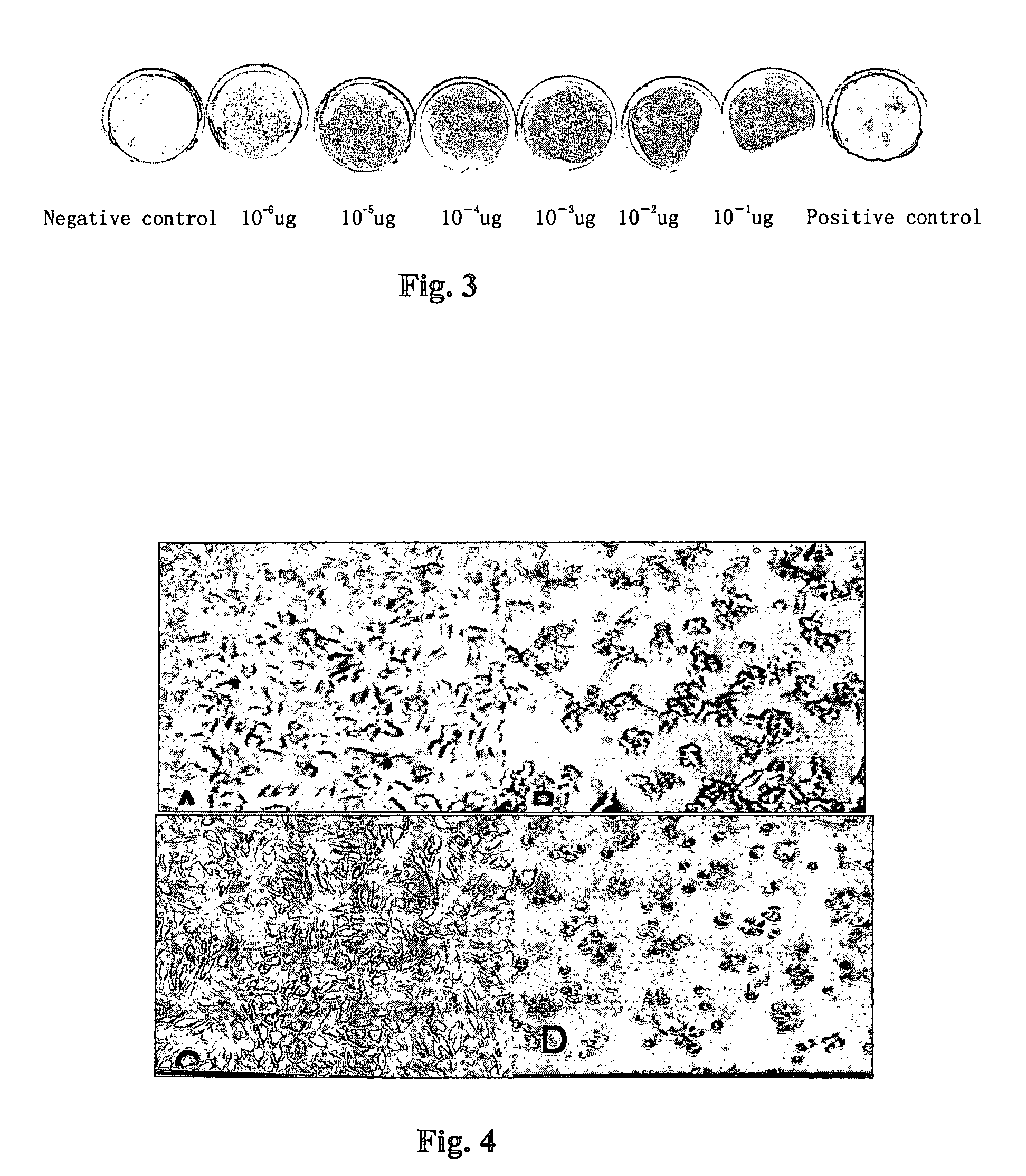 Oligonucleotide antagonist for human tumor necrosis factor alpha (TNF-alpha)