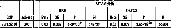 Kit for detecting juvenile osteoporosis based on rs7156107