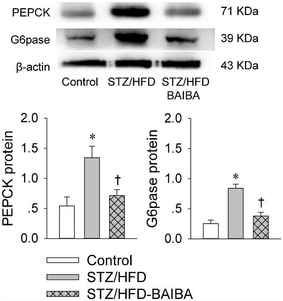 Application of BAIBA (beta-aminoisobutyric acid) in preparation of anti-DM (diabetes mellitus) drugs