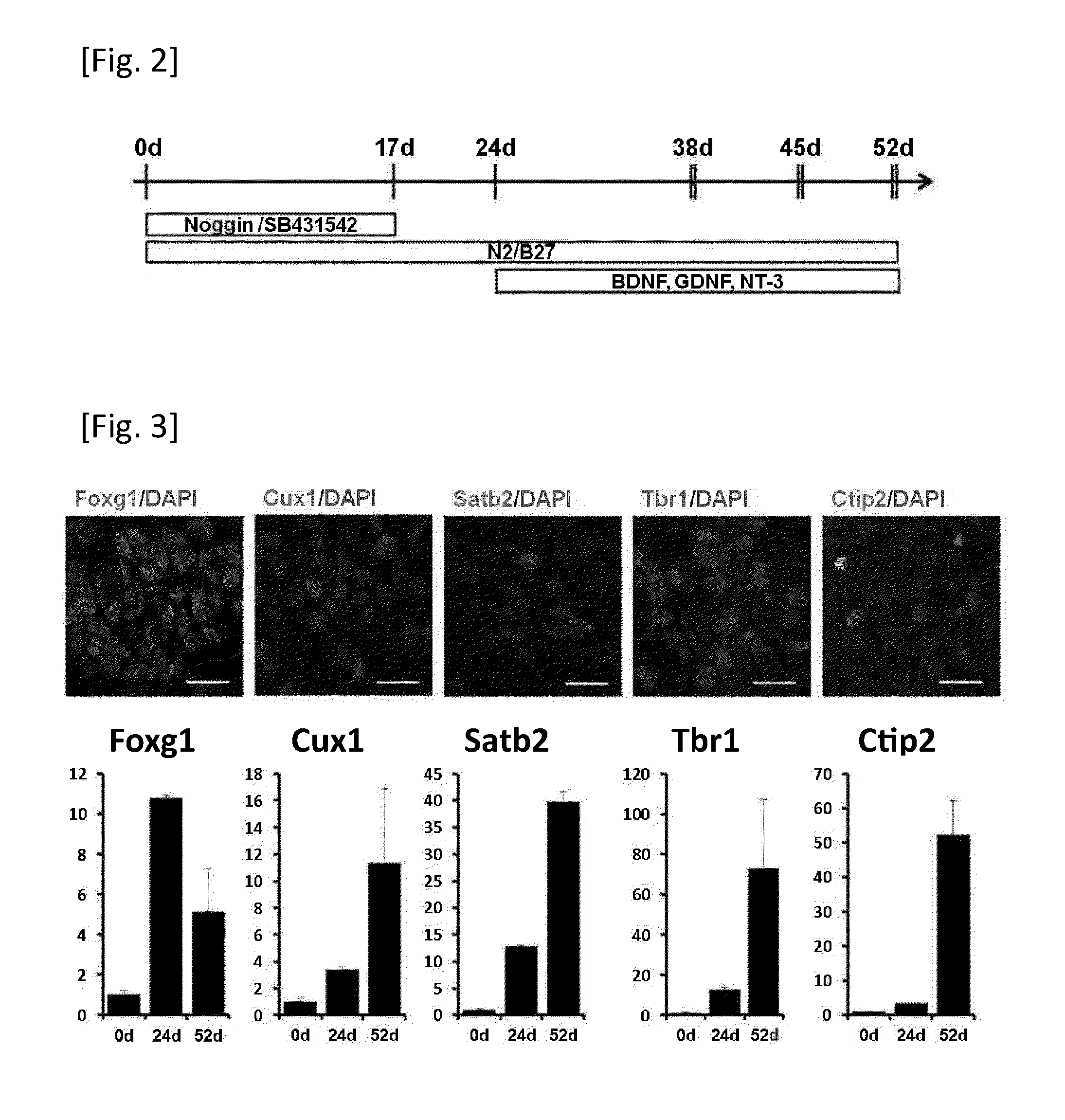 Method for diagnosing a protein misfolding disease using nerve cells derived from ips cells