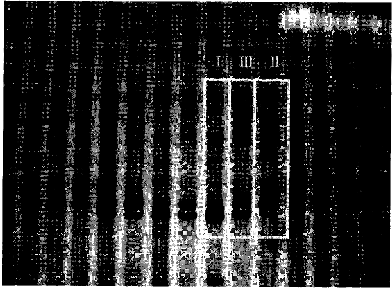 Method for distinguishing conventional cotton and hybrid cotton in assistant mode and special kit thereof