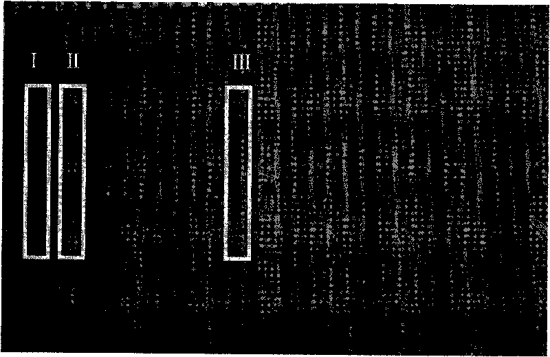 Method for distinguishing conventional cotton and hybrid cotton in assistant mode and special kit thereof