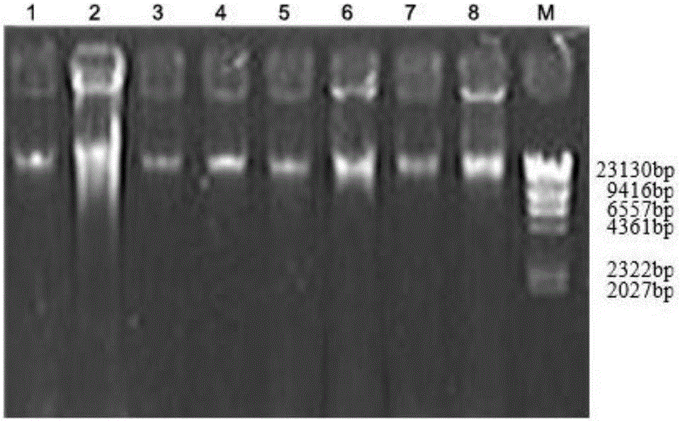 Key microbial functional genome detection method in pepper peeling process