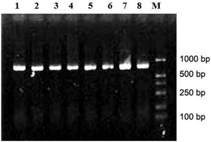 Key microbial functional genome detection method in pepper peeling process