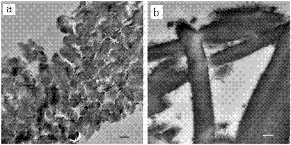 Method for inducing bionic calcification in collagen fibers through polymer polyelectrolyte, and applications thereof