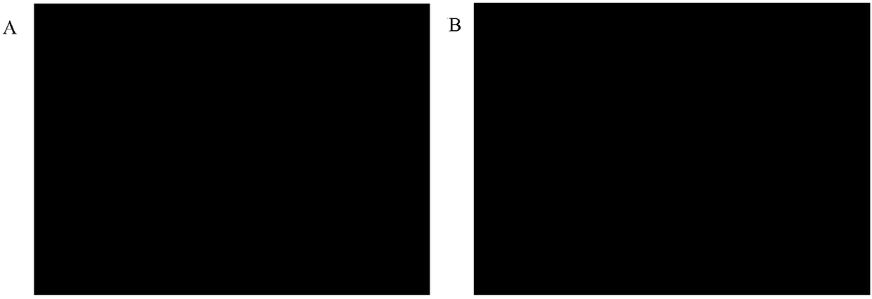 Spermin-vitro capacitation solution, kit applied to in-vitro fertilization and in-vitro fertilization method of mammals