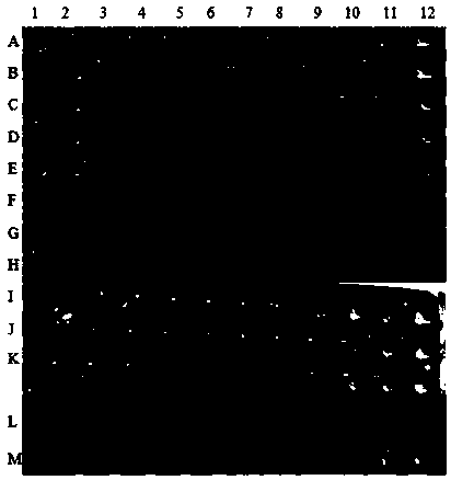 Canine parvovirus resistant genetic engineering antibody and application thereof