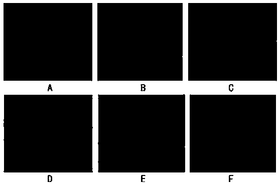 Canine parvovirus resistant genetic engineering antibody and application thereof