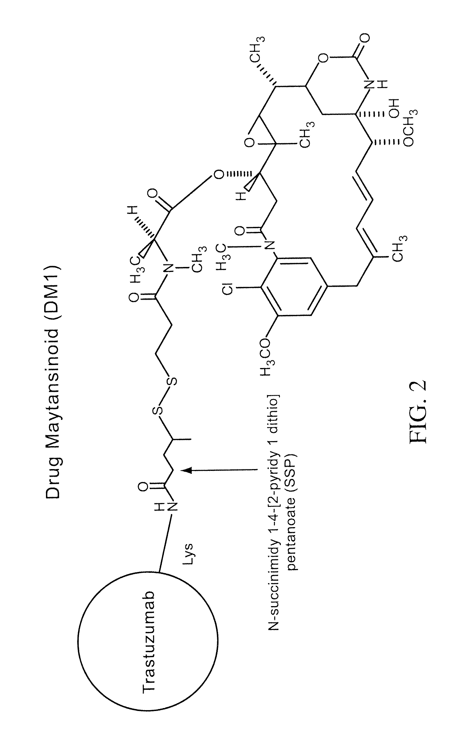 Methods for the identification of polypeptide antigens associated with disorders involving aberrant cell proliferation and compositions useful for the treatment of such disorders