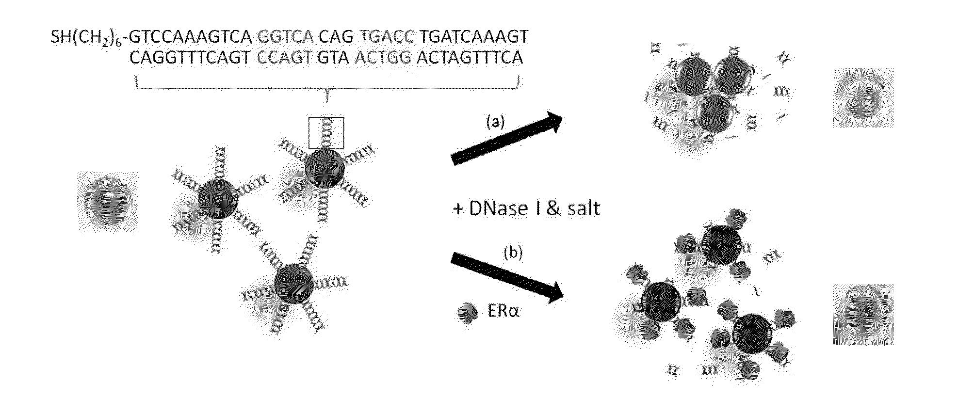 Enzymatic metal nanoparticle sensor for detecting DNA binders