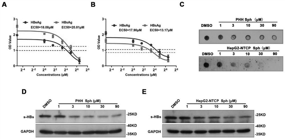 Application of Sphondin as effective component in preparation of drugs for treating hepatitis B