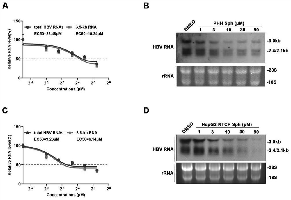 Application of Sphondin as effective component in preparation of drugs for treating hepatitis B