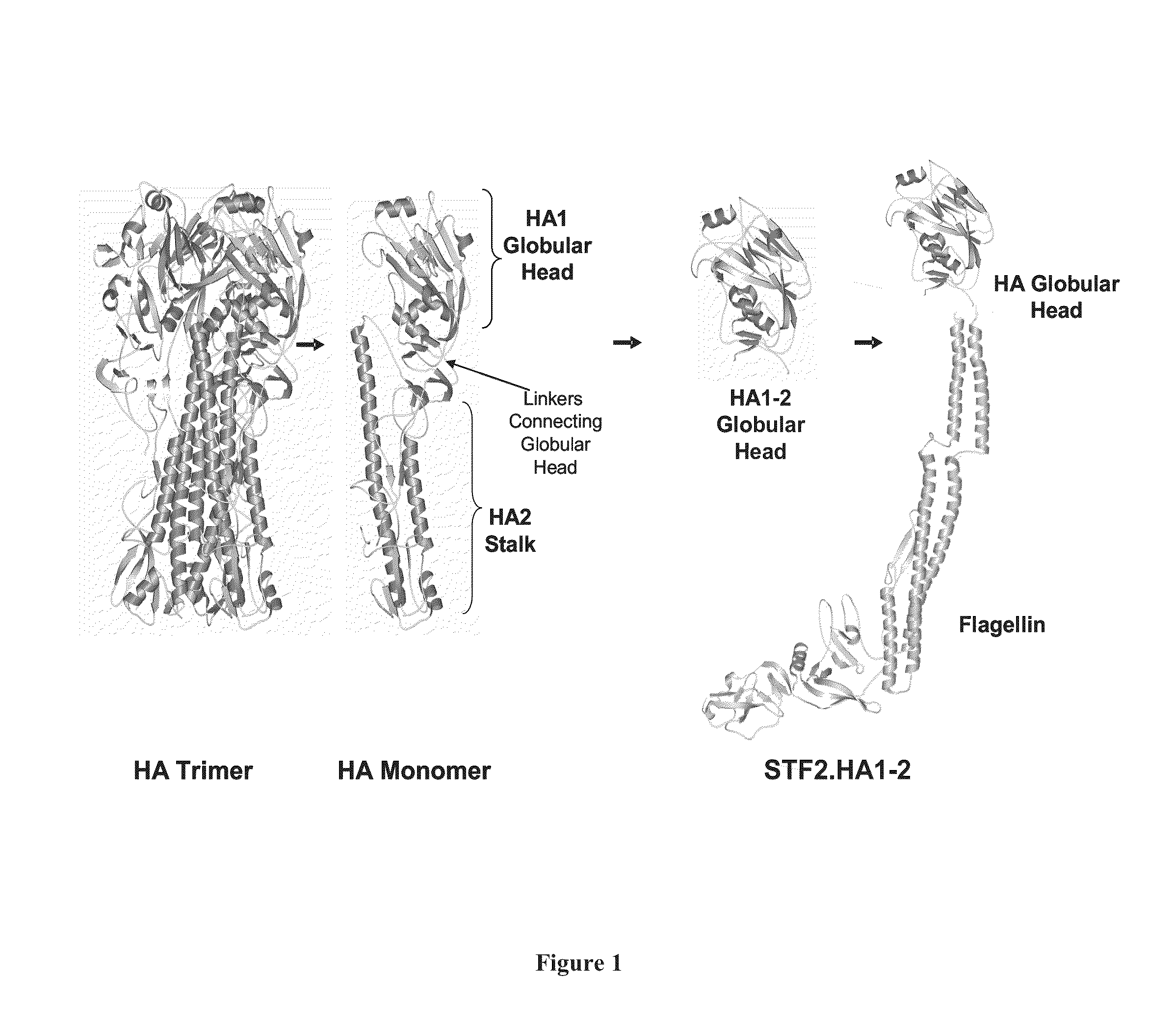 Deletion Mutants of Flagellin and Methods of Use