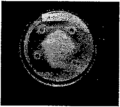 Bacterial strain for preventing and controlling tobacco black shank and bacterium agent thereof