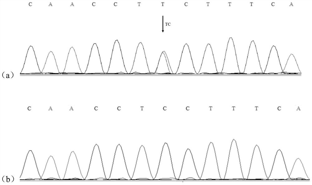 Molecular marker affecting eriscerated yield of chicken and application of molecular marker