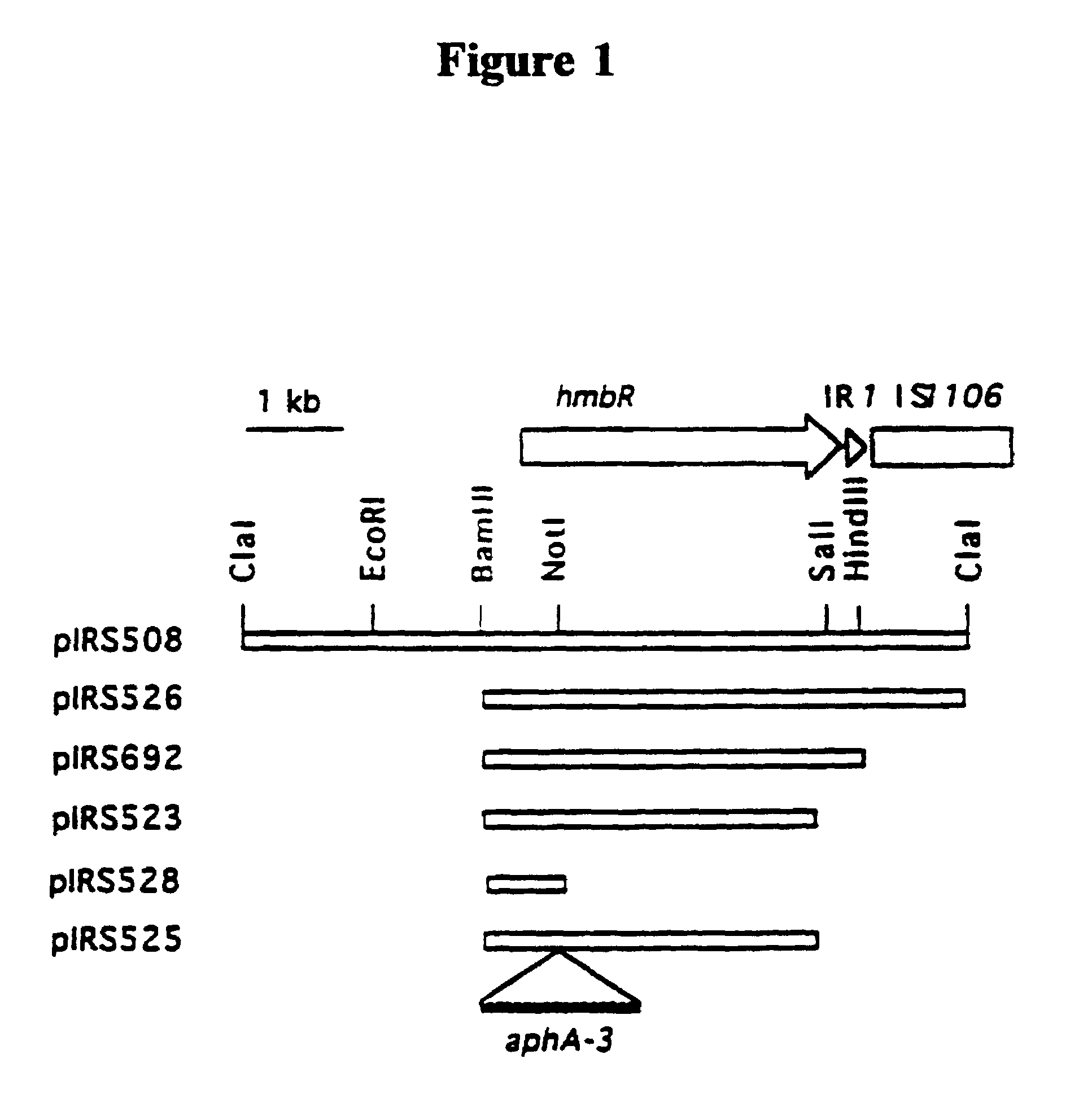 Bacterial hemoglobin receptor genes