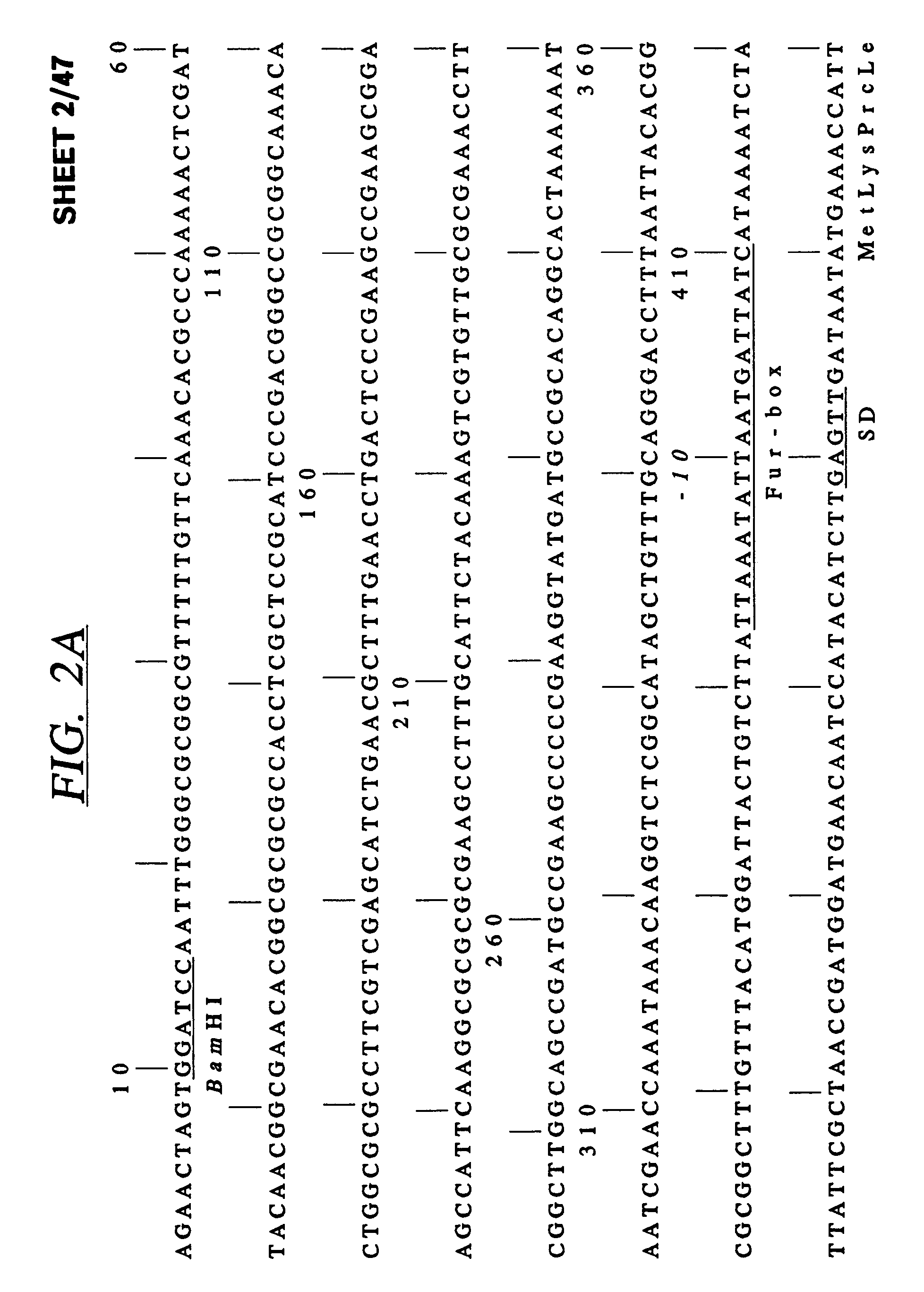 Bacterial hemoglobin receptor genes