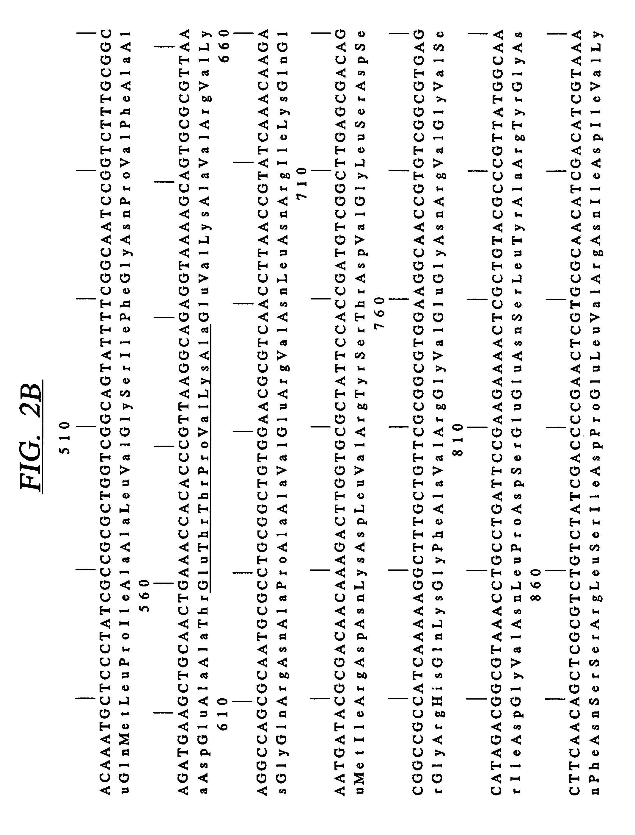 Bacterial hemoglobin receptor genes